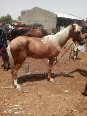 A Good Horse