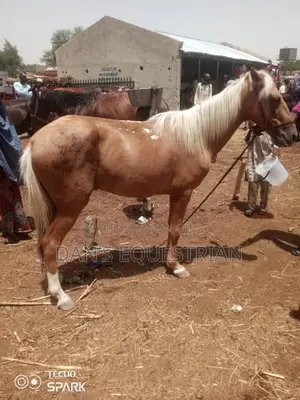 A Good Horse