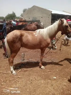 A Good Horse
