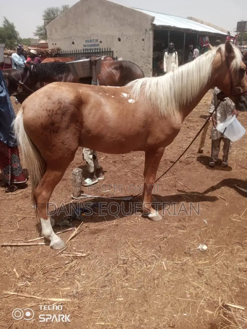 A Good Horse