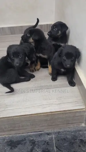 1-3 months Female Purebred German Shepherd