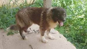 1+ year Female Purebred Caucasian Shepherd