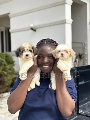 1-3 months Female Purebred Lhasa Apso