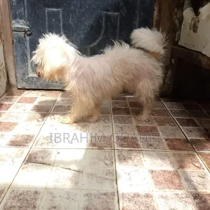 1+ year Female Purebred Lhasa Apso