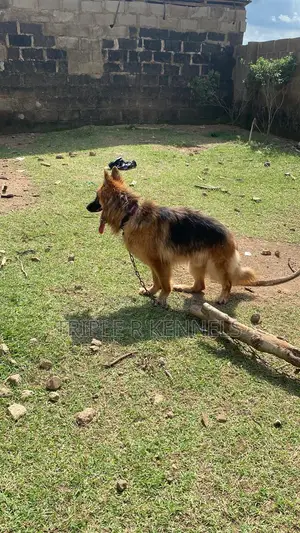 1+ year Male Purebred German Shepherd