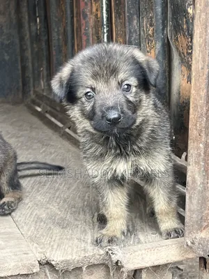 1-3 months Female Purebred German Shepherd