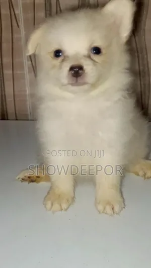 1-3 months Male Purebred American Eskimo