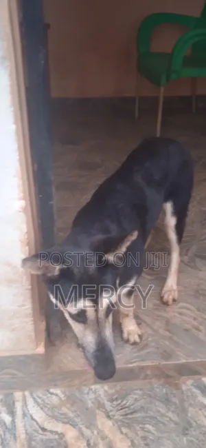 6-12 months Female Purebred German Shepherd