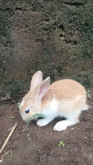 Palomino Rabbits