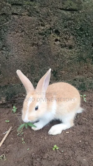 Palomino Rabbits