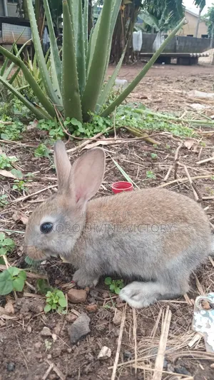 Chinchillas Breeds of Rabbits