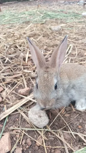 Chinchillas Breeds of Rabbits