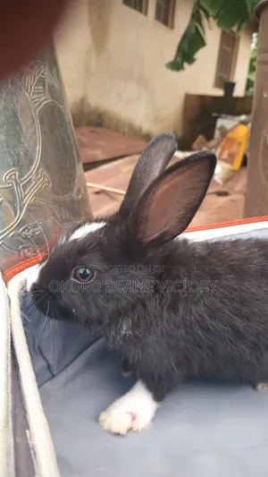 Exotic Bunnies