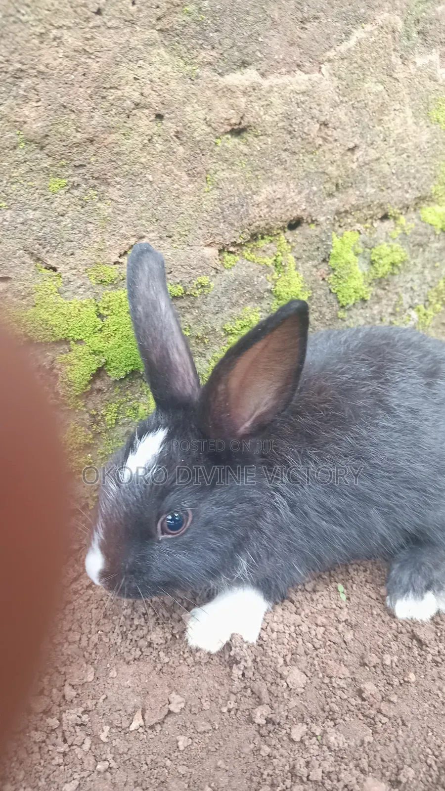 Exotic Bunnies