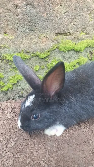 Exotic Bunnies