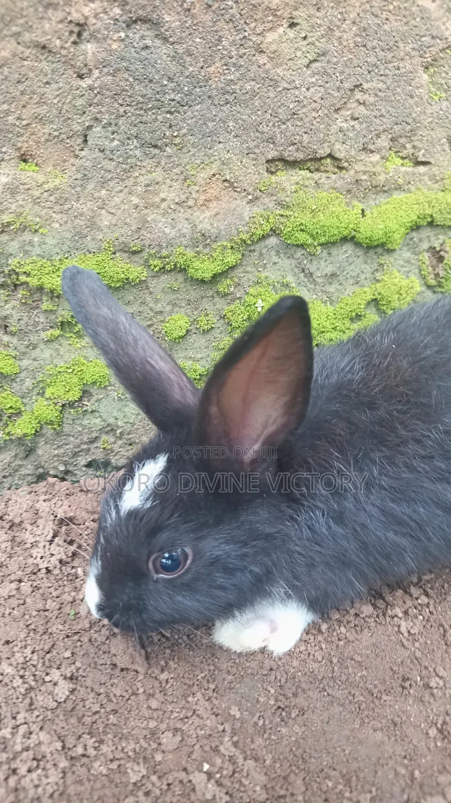 Exotic Bunnies