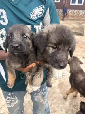 0-1 month Female Purebred Caucasian Shepherd