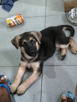 1-3 months Female Purebred German Shepherd