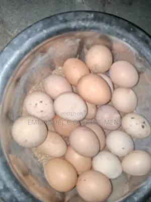Organic Fertilized Layer Eggs