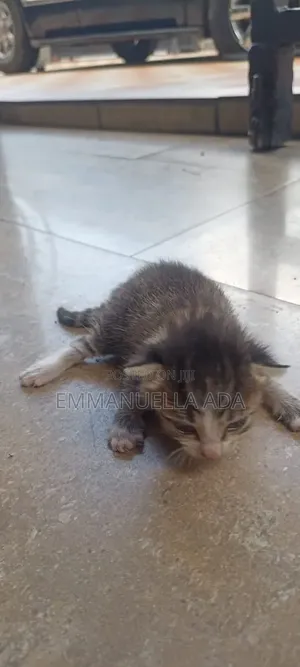 0-1 month Female Purebred American Shorthair