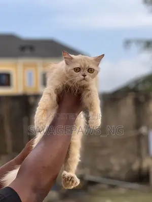 1+ year Female Purebred Persian