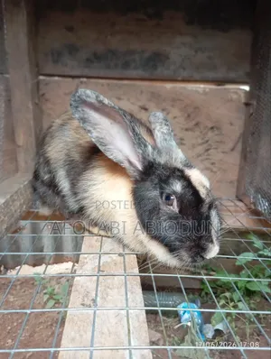 I Want to Sell Mature Rabbit