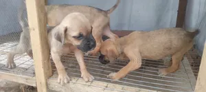 1-3 months Male Purebred Boerboel