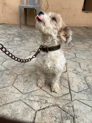 1+ year Male Purebred Lhasa Apso