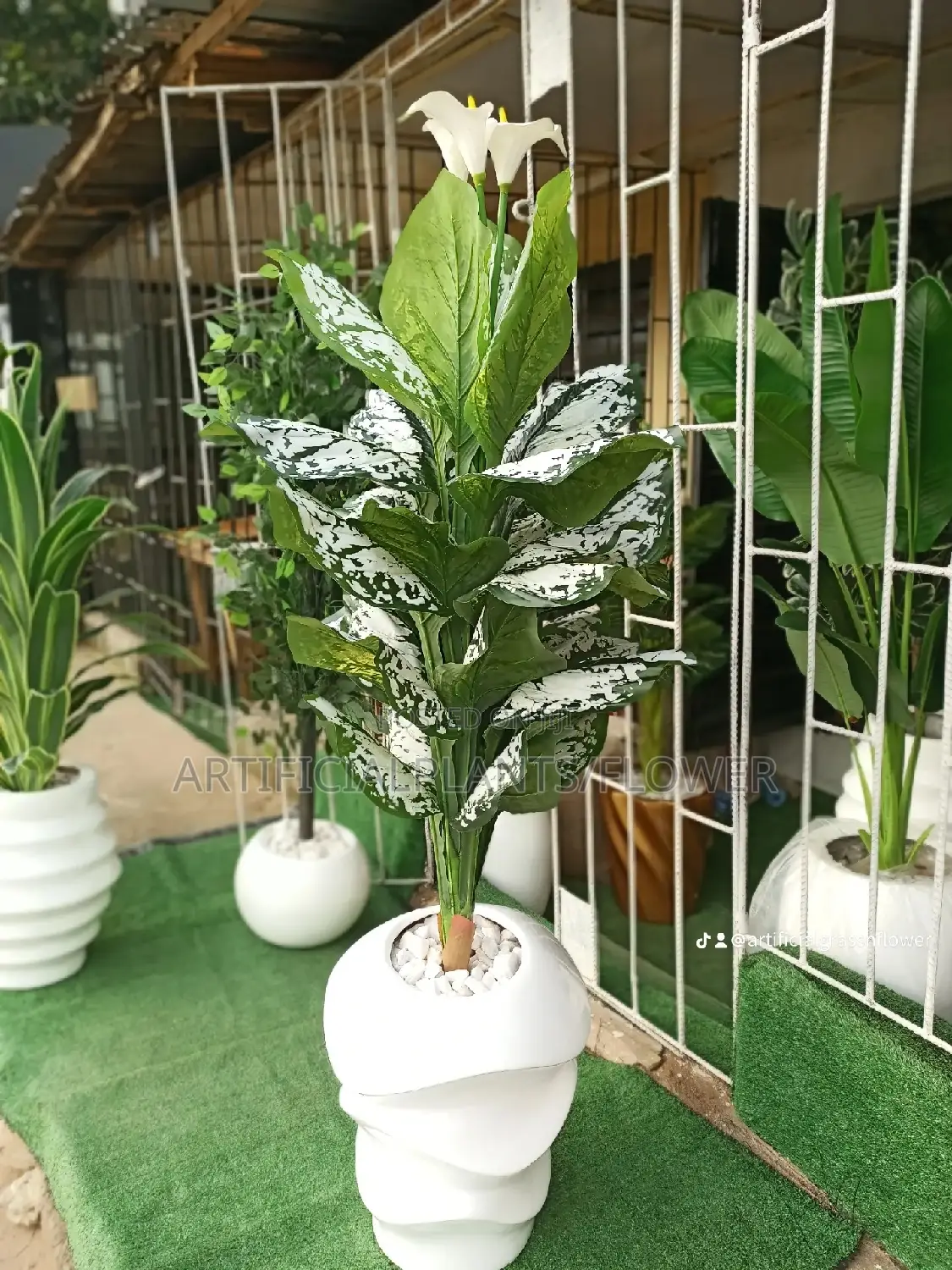 Potted Plant and Pot
