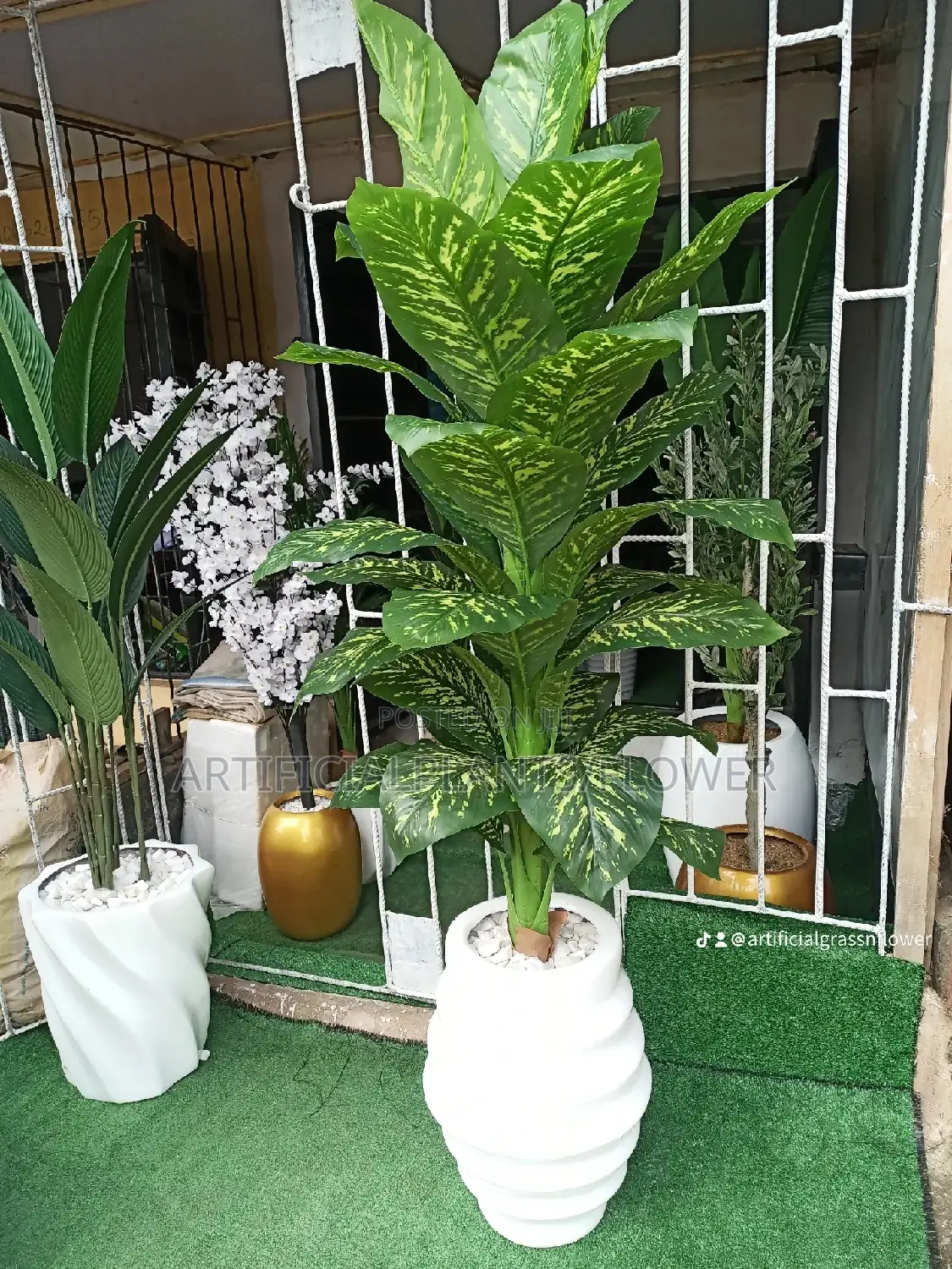 Potted Plant and Pot