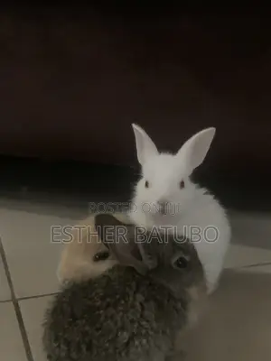 Rabbits For Sale