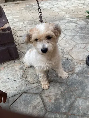 1+ year Male Purebred Lhasa Apso
