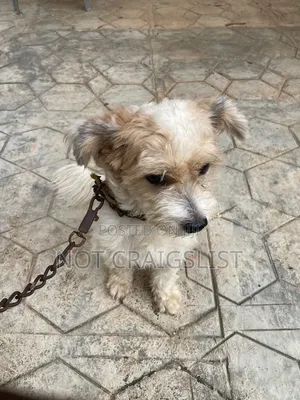 1+ year Male Purebred Lhasa Apso