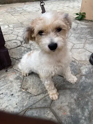 1+ year Male Purebred Lhasa Apso