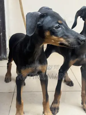 3-6 months Female Purebred Doberman Pinscher