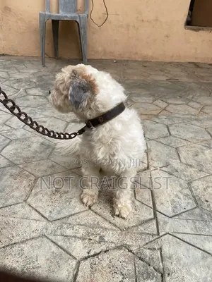 1+ year Male Purebred Lhasa Apso