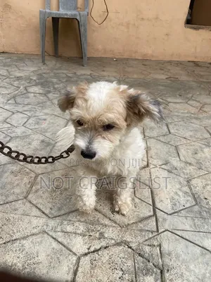 1+ year Male Purebred Lhasa Apso