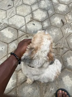 1+ year Male Purebred Lhasa Apso