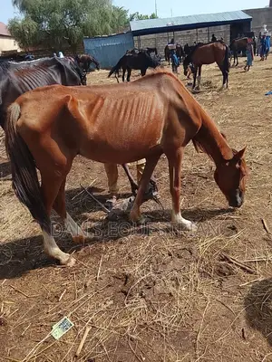 A Pregnant Horse That Is Six Months