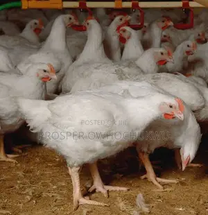 Layers, Broilers,Turkey, Eggs for Sale