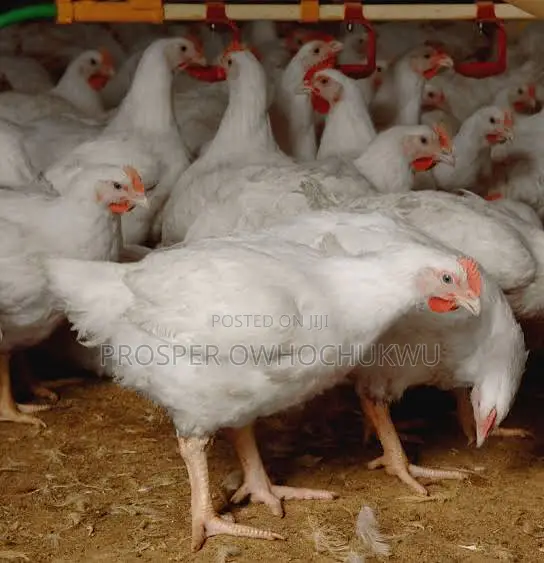 Layers, Broilers,Turkey, Eggs for Sale