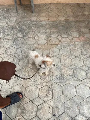 1+ year Male Purebred Lhasa Apso