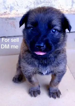 1-3 months Male Purebred German Shepherd