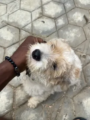 1+ year Male Purebred Lhasa Apso