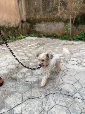 1+ year Male Purebred Lhasa Apso