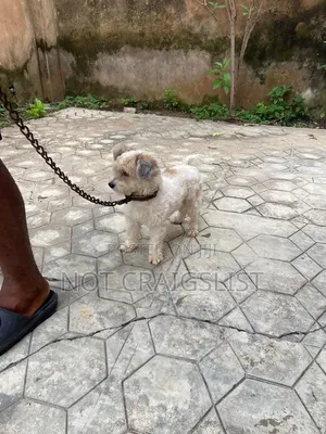 1+ year Male Purebred Lhasa Apso