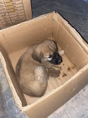 0-1 month Male Mixed Breed Caucasian Shepherd