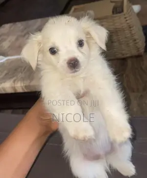 1-3 months Male Mixed Breed Pomeranian