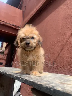 1-3 months Male Purebred Lhasa Apso