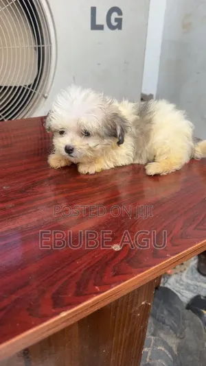 1-3 months Female Purebred Lhasa Apso